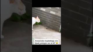 Yemeyen var mı kedi catvideos funny kediyavrusu cat kedisevgisi pets [upl. by Schilit]