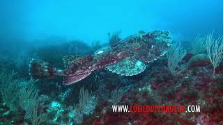 Baudroie  Anglerfish frogfish  Lophius piscatorius  Med sea [upl. by Dunkin]