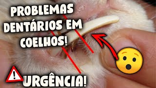 PROBLEMAS DENTÁRIOS EM COELHO pode levar seu animal a óbito [upl. by Ania]