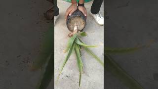 SECRET😲 TO GROW ALOE VERA PLANT [upl. by Livy]