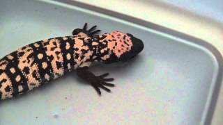 Heloderma suspectum Gila Monster Taking a Bath and Drinking Some Water [upl. by Rysler]