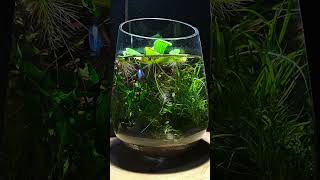 Aquatic Plants in Vases [upl. by Merrow]