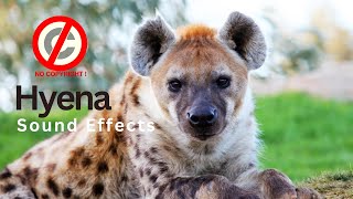 Hyena sound effect no copyright  Hyena barking whooping laughing howling and making noises [upl. by Nich]