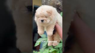 Show quality chow chow chowchow trending youtubeshorts [upl. by Reiko]