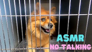 ASMR Pomeranian Groom [upl. by Enra]