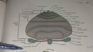 NEUROANATOMYCerebellumCh6 [upl. by Silvano]