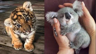 Cute Baby Animals Videos Compilation  Funny and Cute Moment of the Animals 14  Cutest Animals [upl. by Fransen]