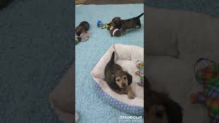 FiveStar family puppies mini dachshunds [upl. by Akihc]