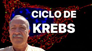 ¿Qué es el Ciclo de Krebs explicado paso a paso [upl. by Bary889]