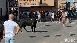 ALMAZORA  CS  2962024 TORO CERRIL DE VIRGEN MARIA [upl. by Kendricks176]