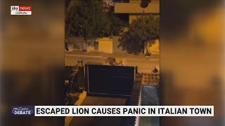 Escaped lion from local circus sends Italian town into lockdown [upl. by Hibben610]