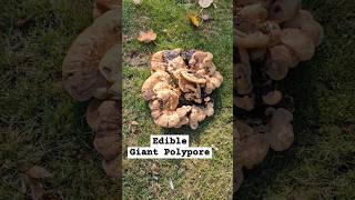 Meripilus giganteus 👀 mycology mushrooms fungi foraging nature ediblemushrooms [upl. by Heman706]