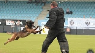 K9 championship 2014  Stick attack dutch KNPV [upl. by Aletse]