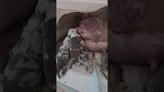 Day in the life of a breeder Starting a day with a newborn puppy litter of xlamericanbully [upl. by Medin]