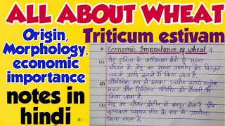 Wheatorigin morphologyeconomic importance notes in hindi [upl. by Anehsat]