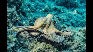 The Cephalopods Aliens of Earth [upl. by Nichola]