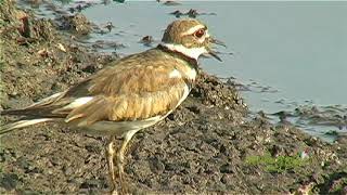 CHORLITO SABANERO cantando Killdeer Charadrius vociferus ternominatus SUBESPECIE [upl. by Namie674]