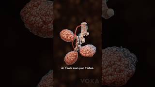 Inside the lungs How alveoli work  3D visualization Part 1 [upl. by Phare]