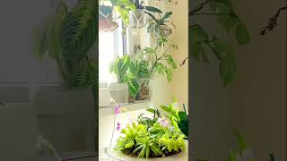 Growing orchids indoors  phalaenopsis orhideje орхидеи [upl. by Wojak]