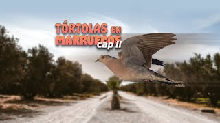 Tórtolas en Marruecos Capítulo 2  Iberalia GO [upl. by Benkley313]