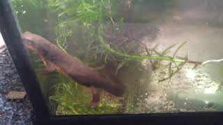 Rough Skinned Newt Setup [upl. by Aneed926]