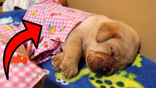 Chonky Puppies Get Tucked In For Nap Time [upl. by Htiek]