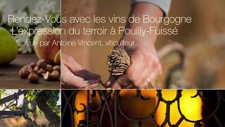 PouillyFuissé vue par Antoine Vincent [upl. by Eiuqnimod992]