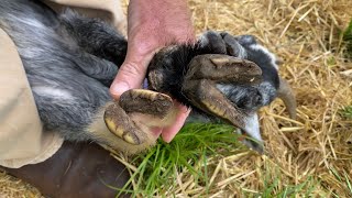 Trimming overgrown goat hooves [upl. by Nryhtak]