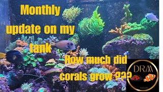 Monthly Marine Tank Update and Reef Care Guide [upl. by Karylin]