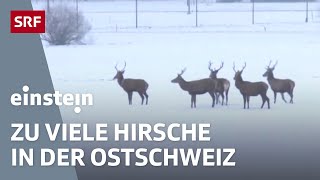 HirschSchwemme Hungersnot TamboraVulkan CarbonHufeisen für Rennpferde  Einstein  SRF Wissen [upl. by Ibby824]