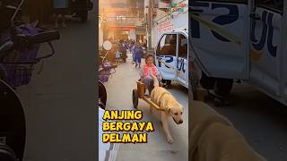 Anjjing pintar menjadi delman untuk temannya storytelling fun shorts dog [upl. by Shig545]