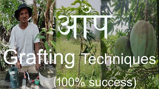 आँप ग्राफ्टिङ विधि  Mango Grafting techniques with result100 success [upl. by Seidnac]