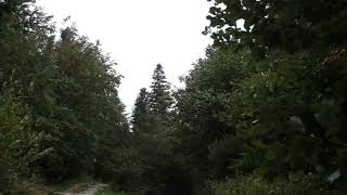 Wind Blowing Through Forest with Light Rain 1 Hour  Wind Sound Relaxation [upl. by Gromme]