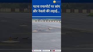 Snake Vs 3 Mongooses Watch Epic Showdown At Patna Airport Runway [upl. by Hirai]