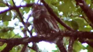 Pygmy Owl calling [upl. by Haldi142]