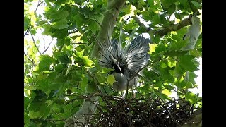 A Yellowcrowned Night Heron Courtship Displays on Governors Island [upl. by Xirdnek]