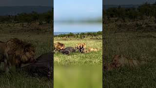 Three Lionesses Overwhelm a Buffalo Separated from Its Herd [upl. by Samala]