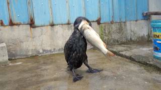 A smart cormorant that swallows a fish bigger than its head [upl. by Dnalerb]