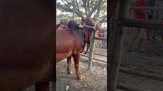 Sahiwal bulls lineup at Paragram gorur haatcow bull shorts biggestcowintheworld sahiwalcowsell [upl. by Anuala]