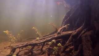 Snorkeling in the Everglades  The Underwater Jungle [upl. by Watt]