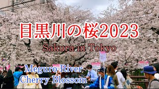 目黒川の桜2023324 中目黒駅から中橋まで歩くMeguro River Cherry Blossom 🌸 [upl. by Leela]