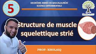 la structure du muscle squelettique strié [upl. by Aggi168]