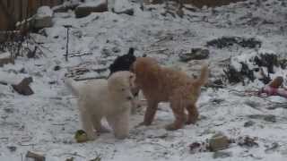 10 week old Standard Poodle puppies [upl. by Kieryt200]