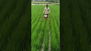 paddy weeder rs 13000 9787672239 melur madurai TN1 [upl. by Dannie]