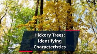 Hickory Tree Identifying Characteristics Types And Uses [upl. by Findlay]