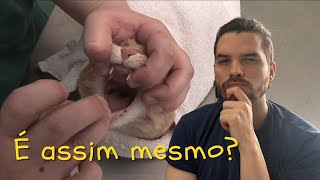 Como dar comprimido para gato  Veterinário reage a pessoas dando remédio para gatos [upl. by Ainud]