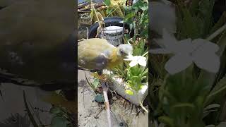 yellow footed green Pigeon enjoying the freedom [upl. by Marjie]