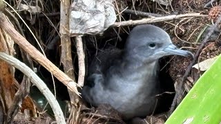 ʻuaʻu kani Wedge tailed shearwater in nesting burrow right next to a path on kauai very cute ❤️ [upl. by Capone]