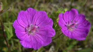 Bloedooievaarsbek  Geranium sanguineum [upl. by Assile]