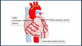 The coronary circulation How blood is supplied to the heart [upl. by Ynnig]